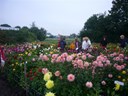 Wat staan de bloemen er mooi bij