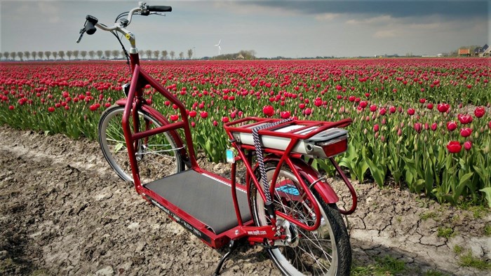 Lopifit bij de tulpen