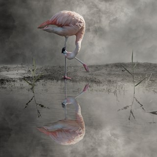 Flamingo 75x75 b