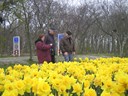 Vok Blokker loodst de bezoekers door de bloeiende narcissen 