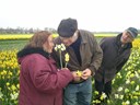 Mevrouw Van Rooij wist niet dat narcissen geurden