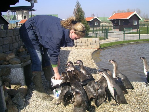 Pinguïns: Binnenkort te zien inTuitjenhorn