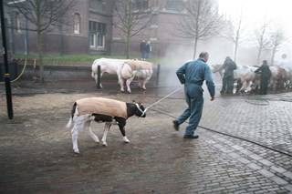 Paasvee in Schagen begint met schoonspuiten van de beesten