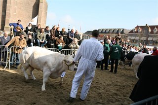 De keuring voor vele slagers en boeren het moment van het haar!