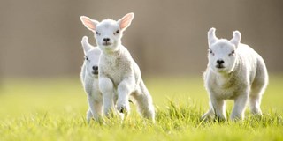 25 maart koopzondag met kleine lammetjes op het middenplein